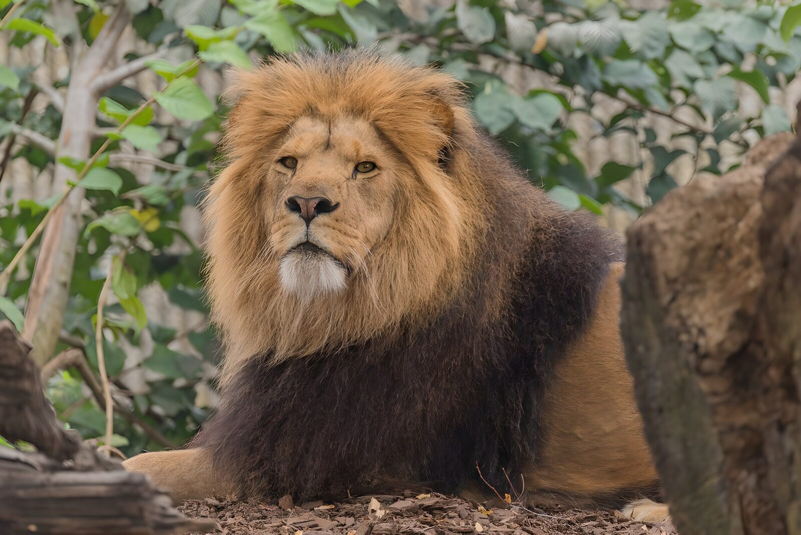 TPFR24767: Lion majestueux dans son habitat naturel