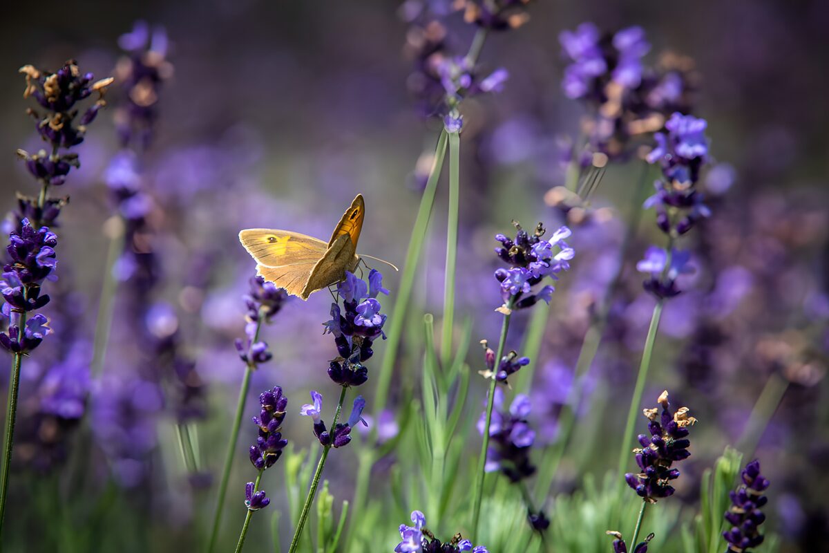 Papillon sur lavande en été