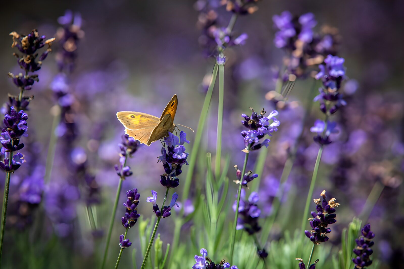 TPFR96264: Papillon sur lavande en été