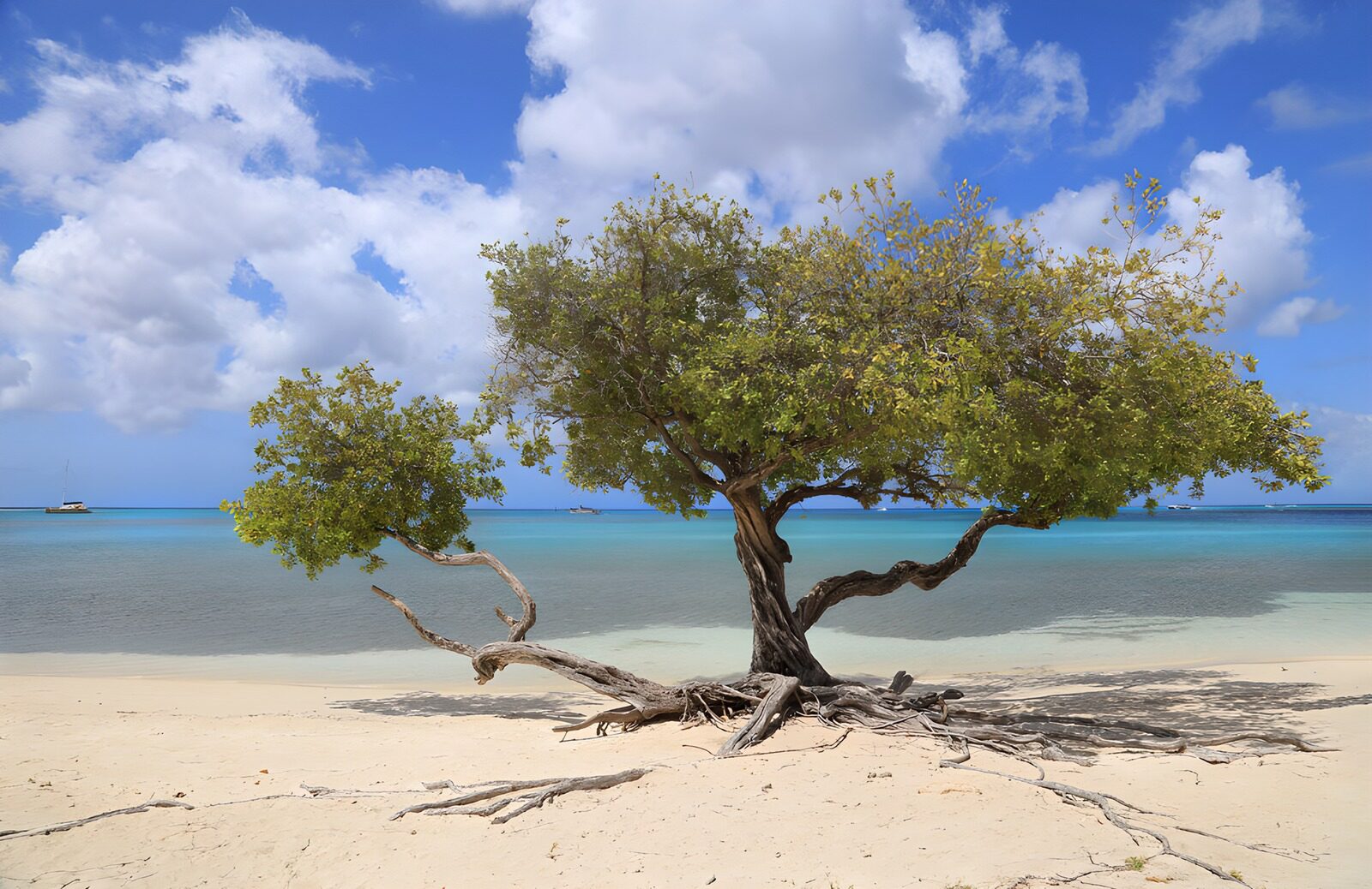 TPFR27666: Arbre solitaire sur la plage ensoleillée