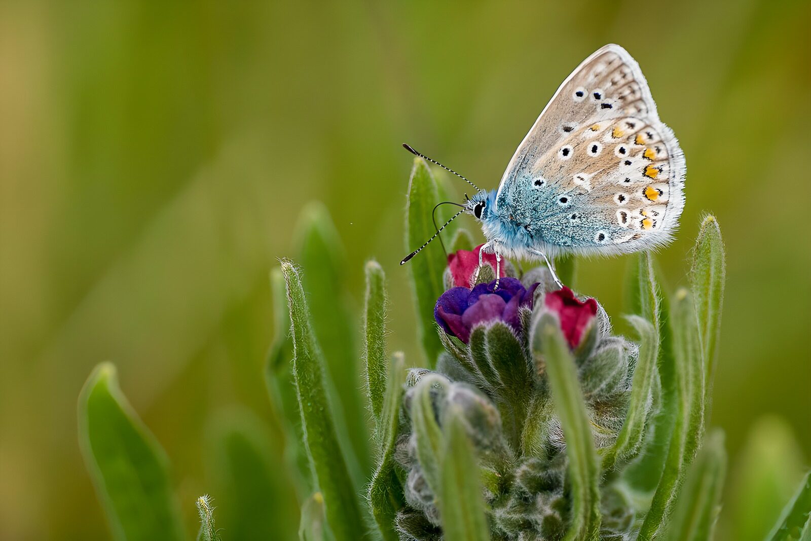 TPFR13703: Papillon bleu sur une fleur colorée