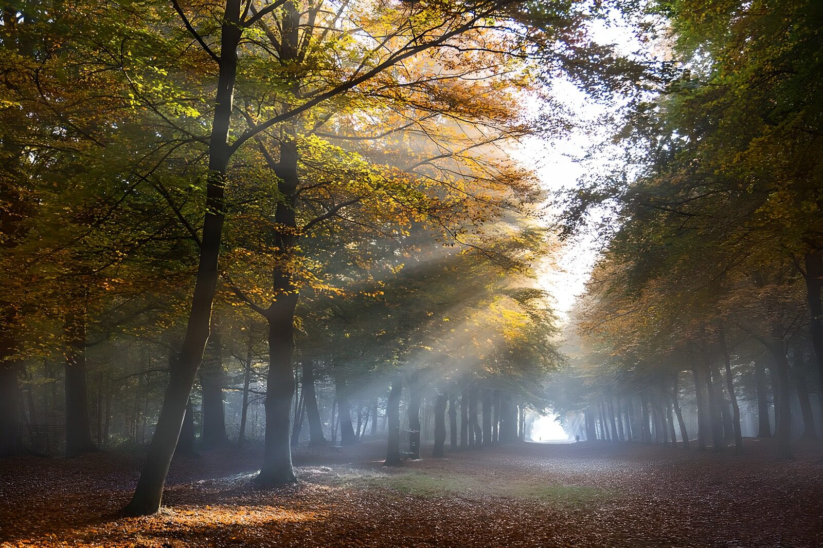TPFR14277: Lumière douce dans la forêt d'automne