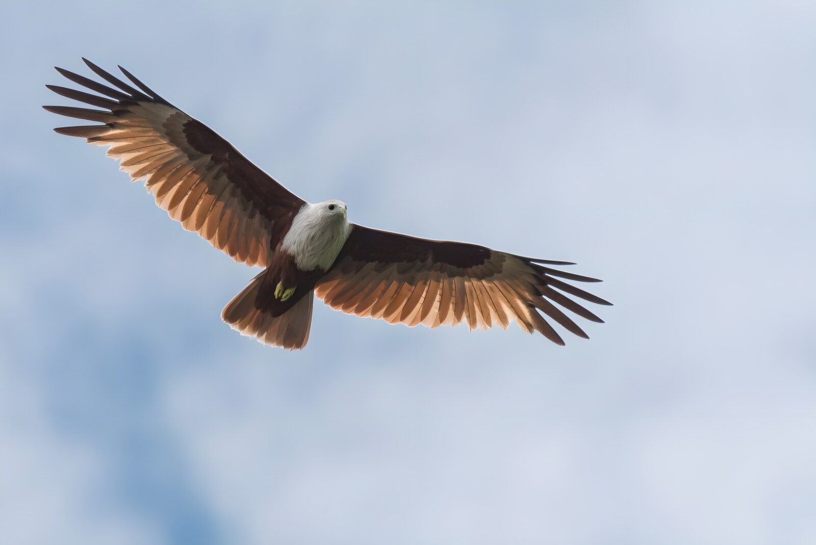 TPFR29050: Aigle en vol majestueux