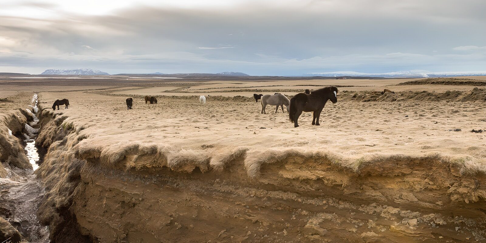 TPFR65755: Chevaux dans le paysage islandais