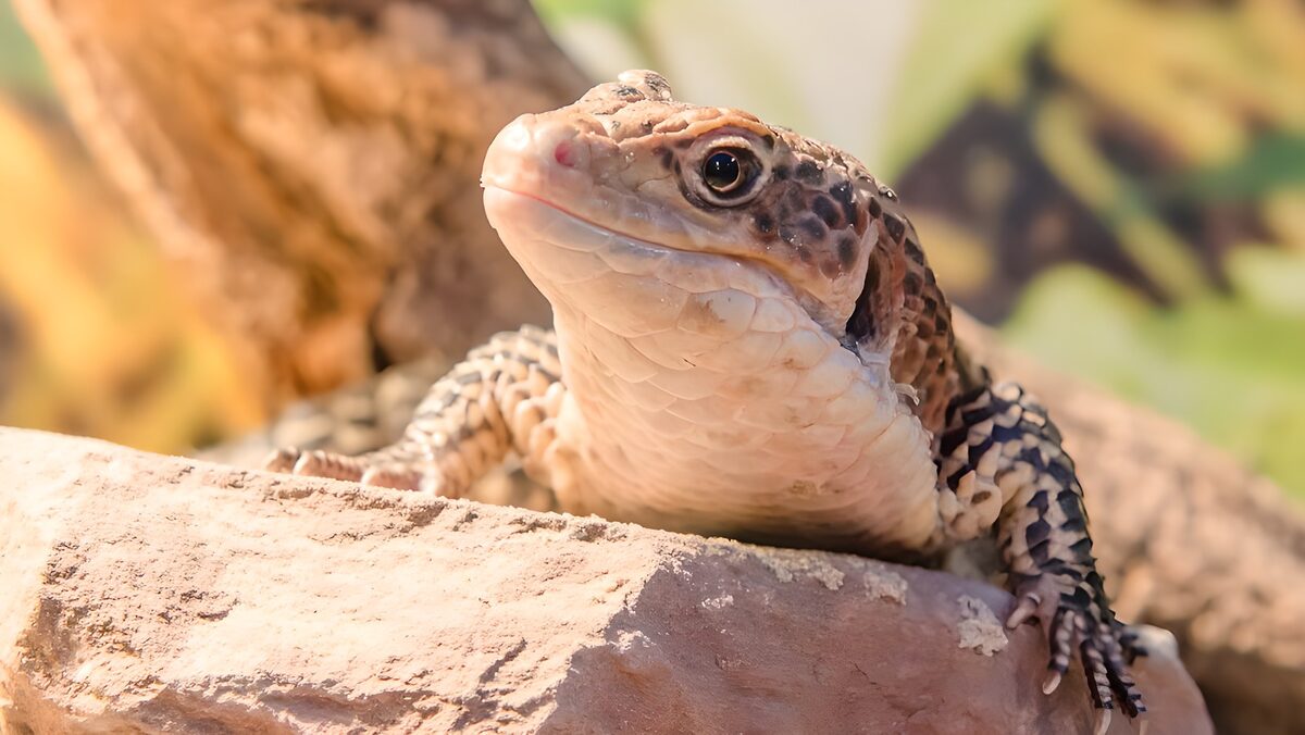 TPFR22161: Lézard sur une pierre en plein jour