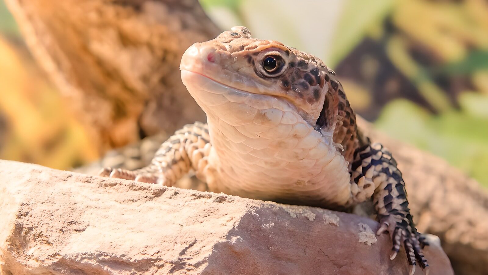 TPFR22161: Lézard sur une pierre en plein jour