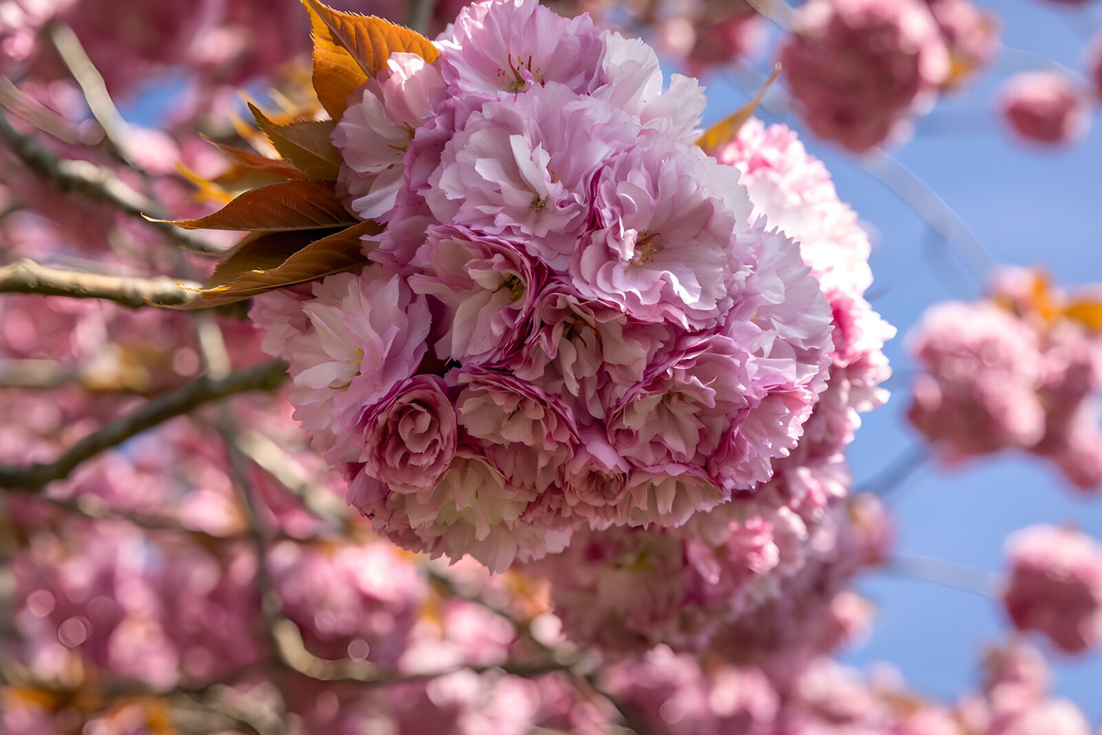 TPFR41012: Fleurs de cerisier en fleurs au printemps