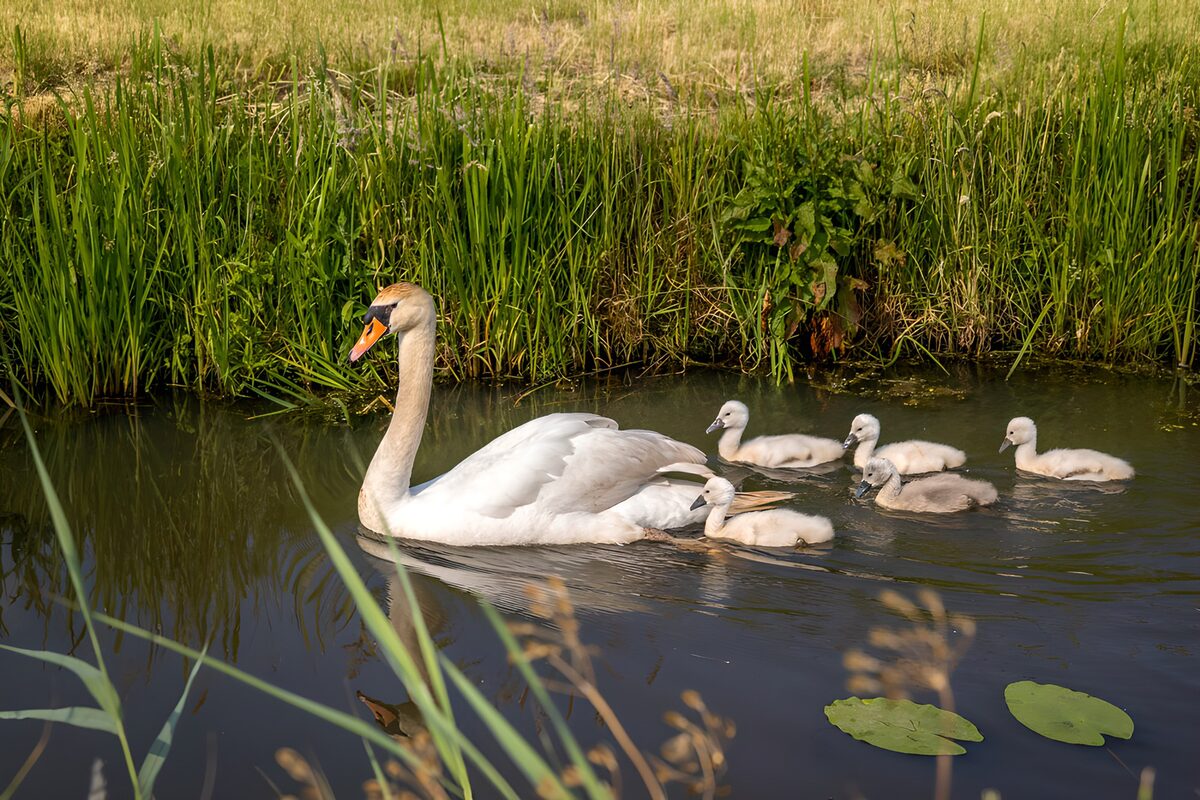 TPFR14233: Une cygne avec ses cygnes