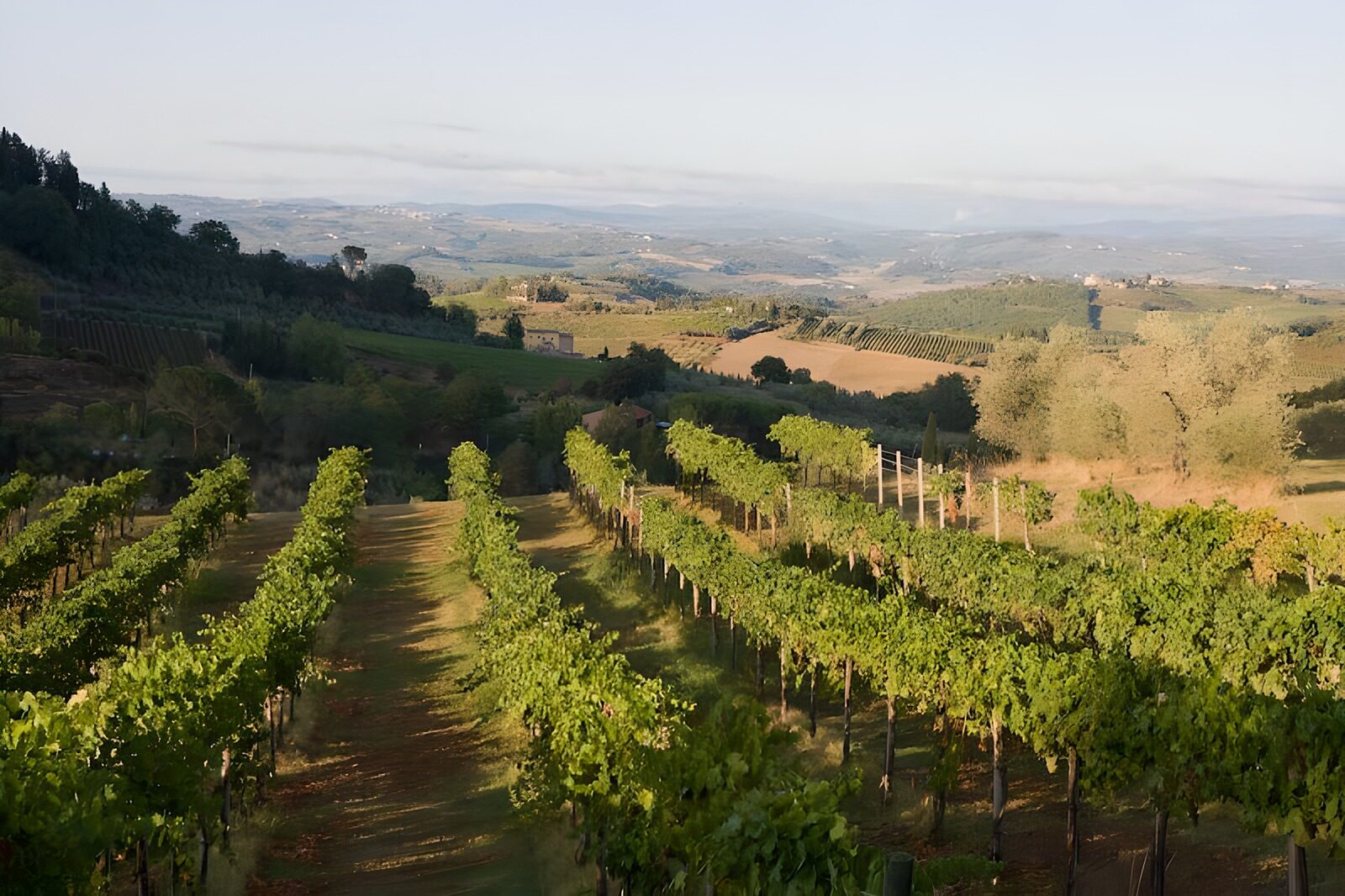 TPFR13386: Vue sur une vallée avec des vignobles