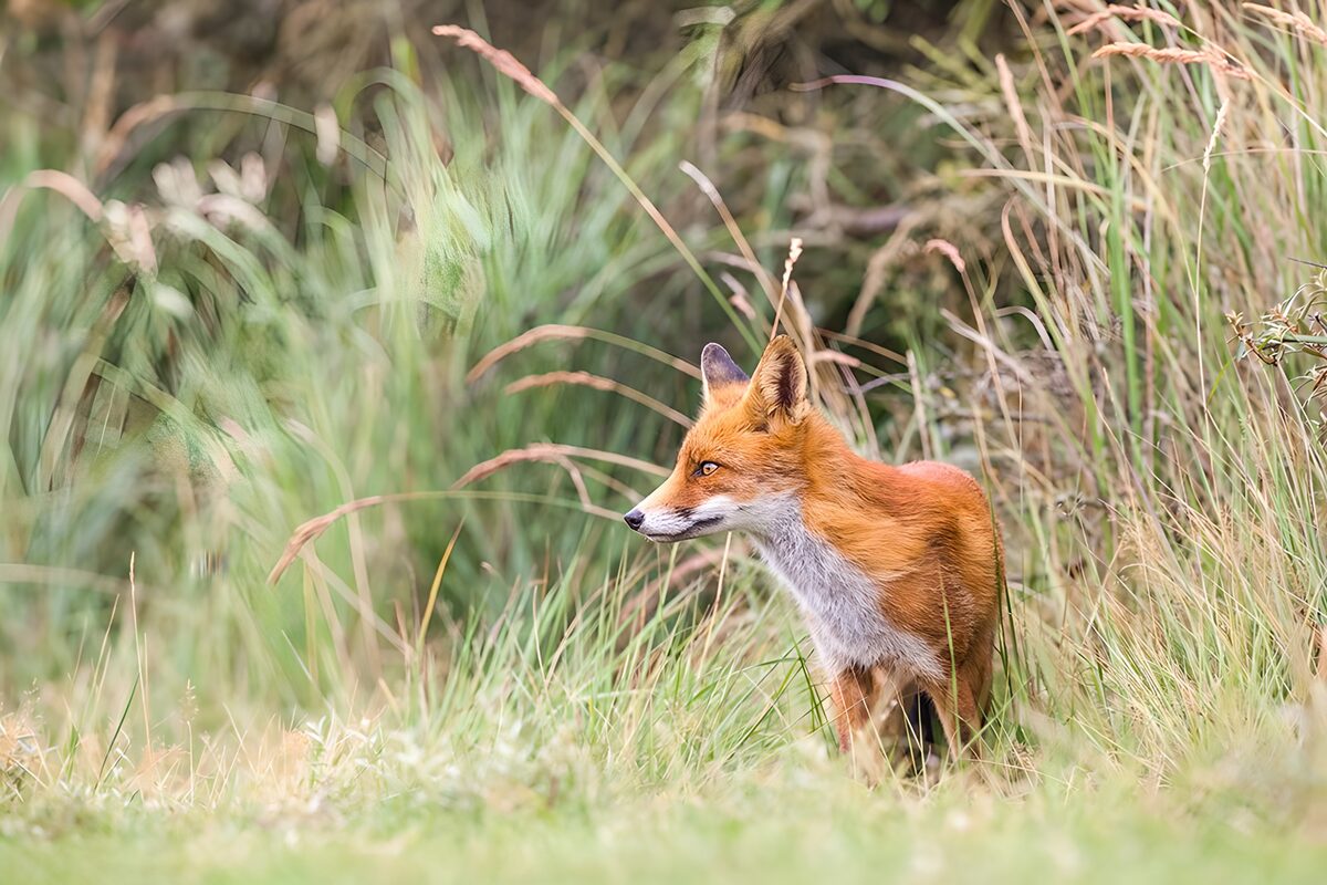 Renard dans les hautes herbes