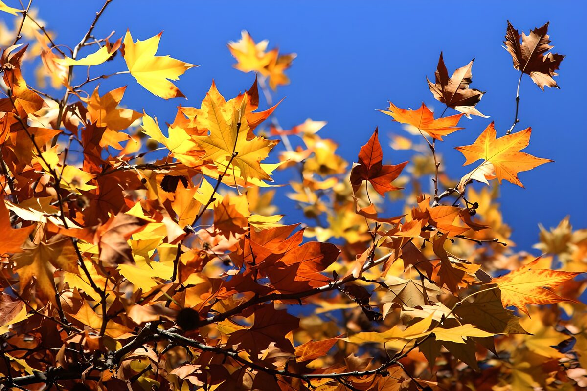 Feuilles d’automne sous le ciel bleu