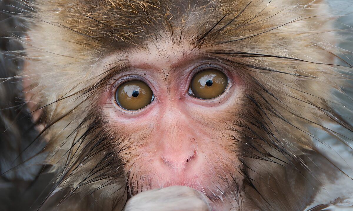 TPFR14063: Regard intriguant d'un macaque