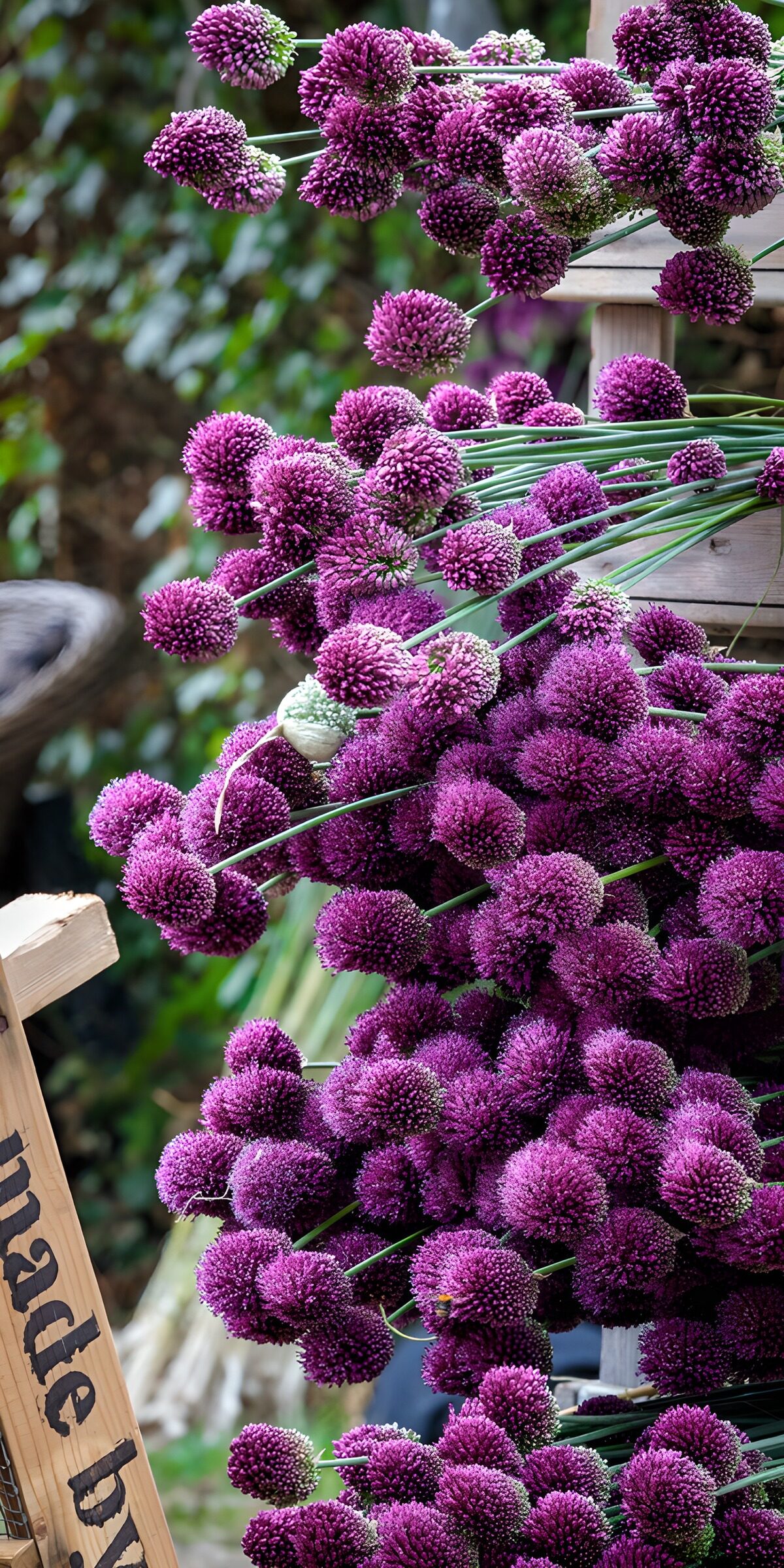 TPFR97697: Bouquets d'Allium Colorés