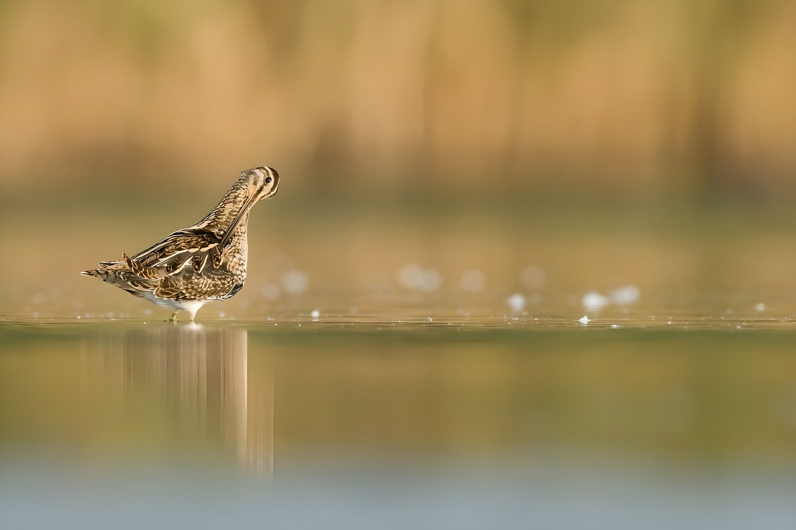 TPFR22713: Le bec suqué au bord de l'eau