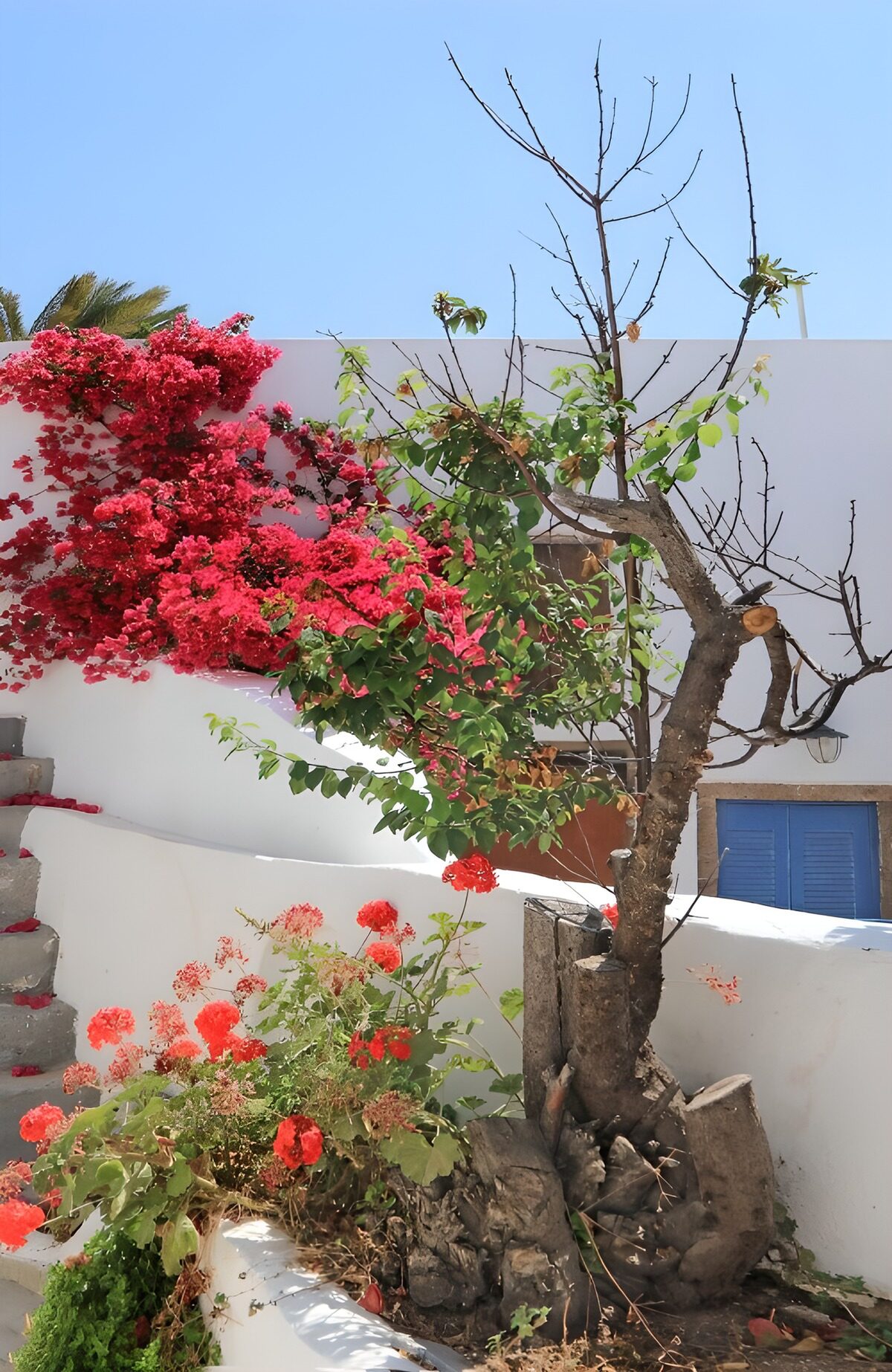 TPFR58097: Jardin coloré en bord de mer