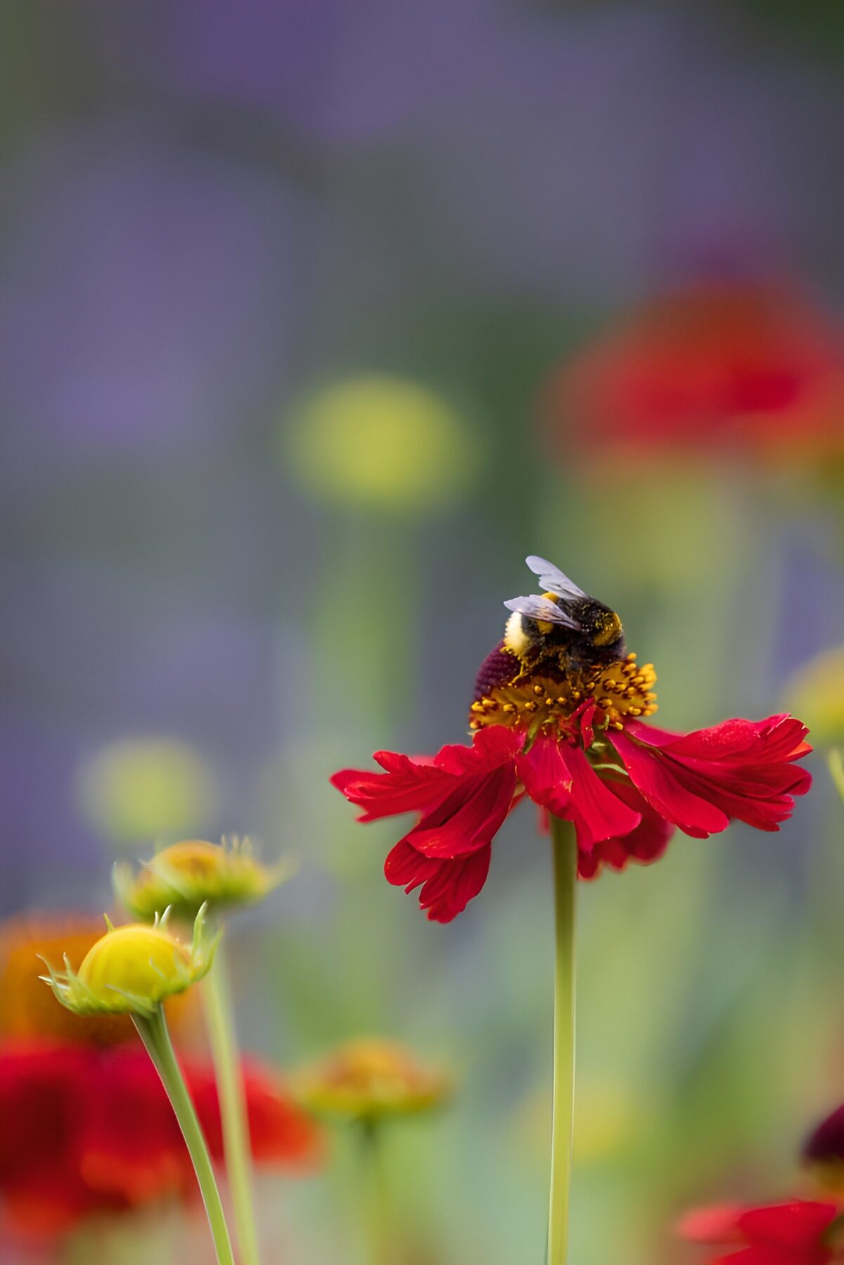 TPFR58673: Abeille butinant une fleur rouge