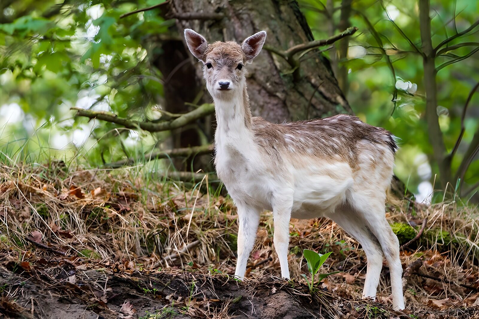 TPFR62326: Faon curieux dans la forêt
