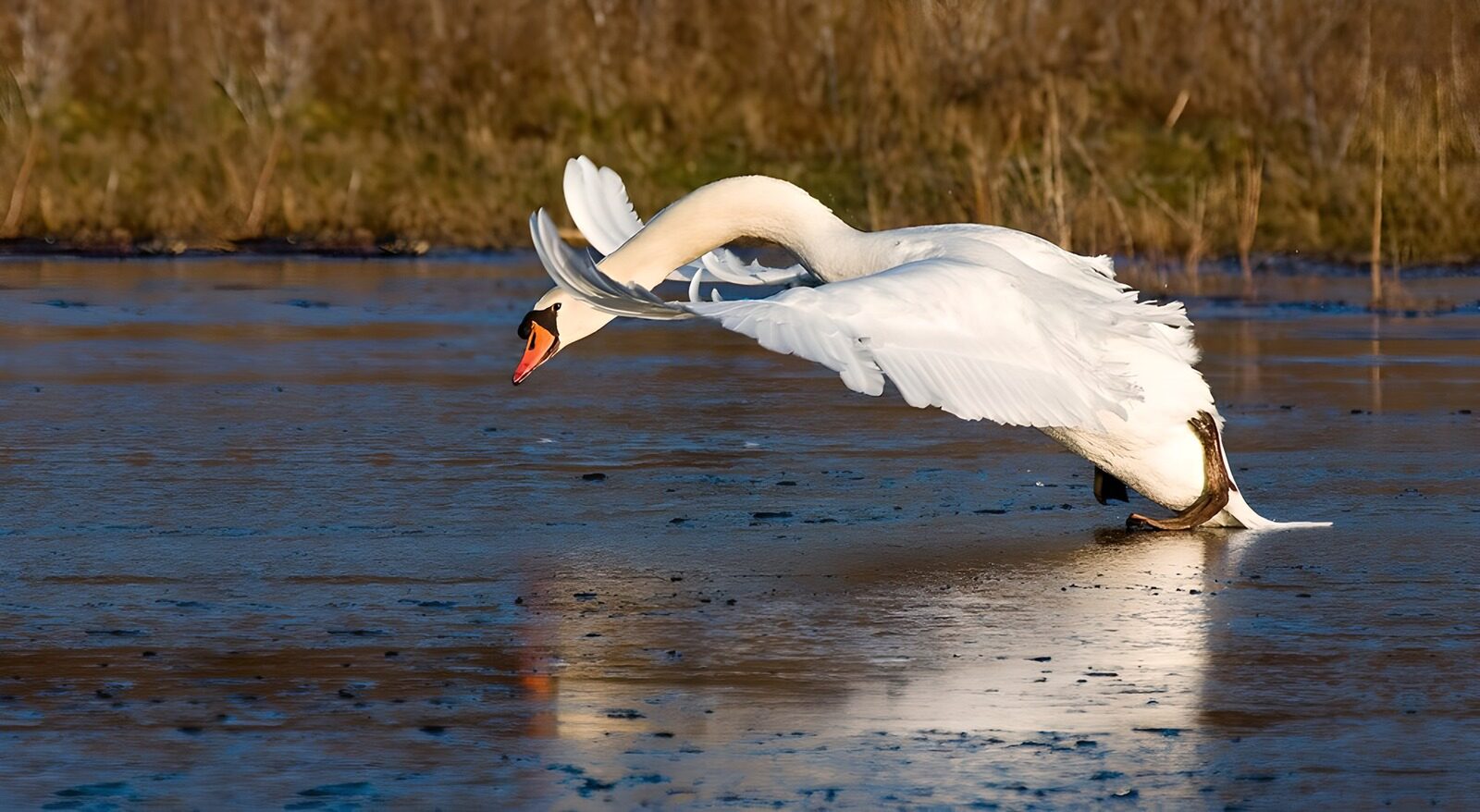 TPFR49729: : Le cygne majestueux dans son habitat