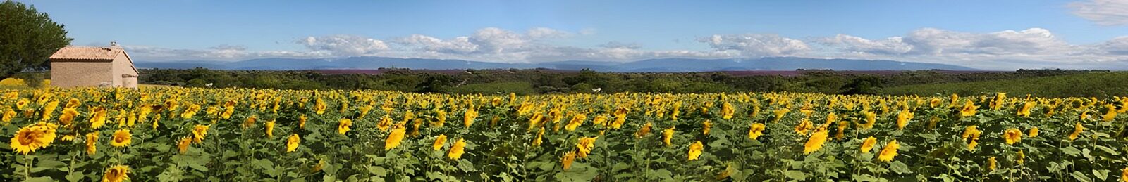 TPFR21022: Champs de tournesols en Provence