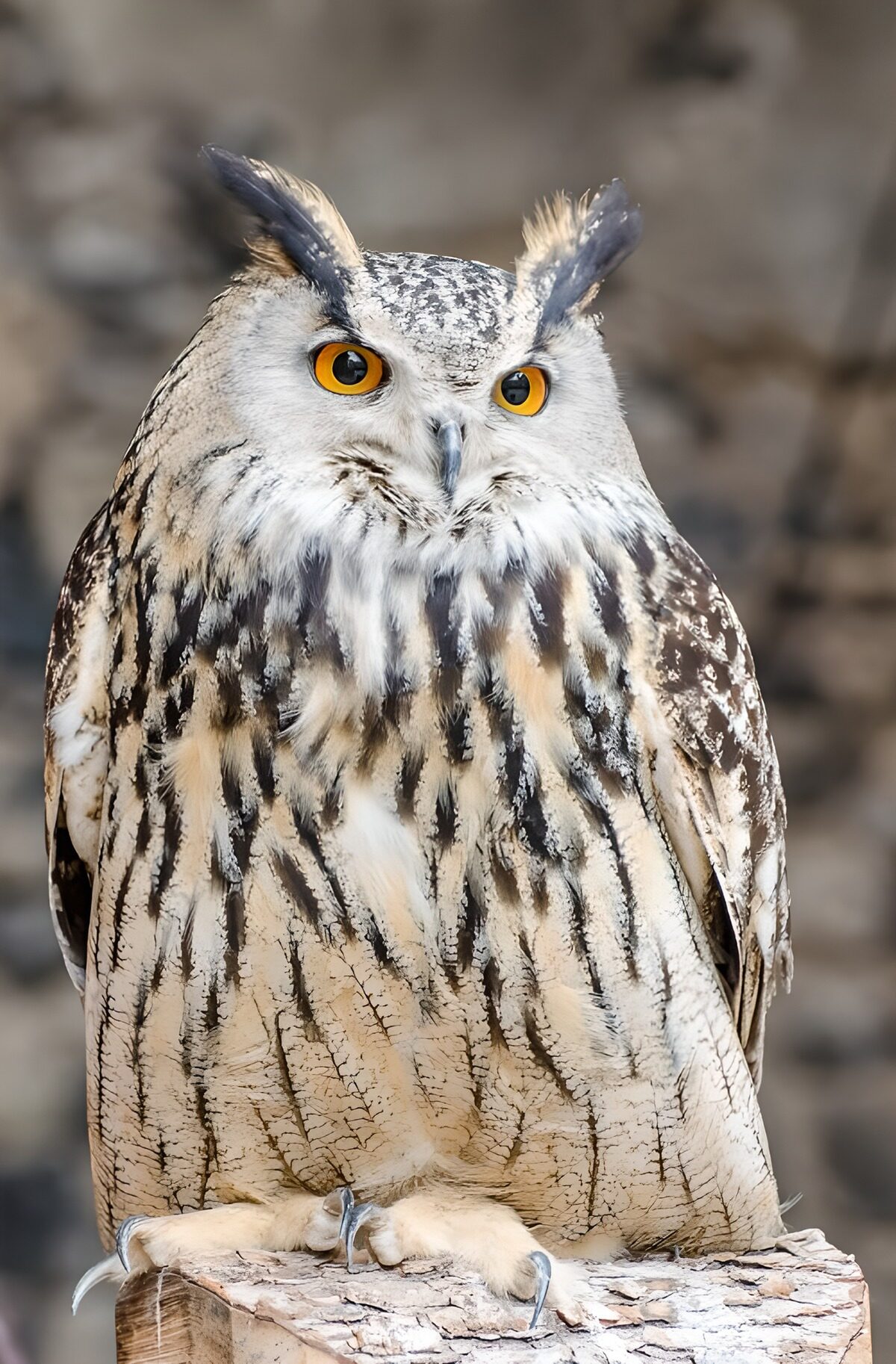 Hibou majestueux aux yeux orange