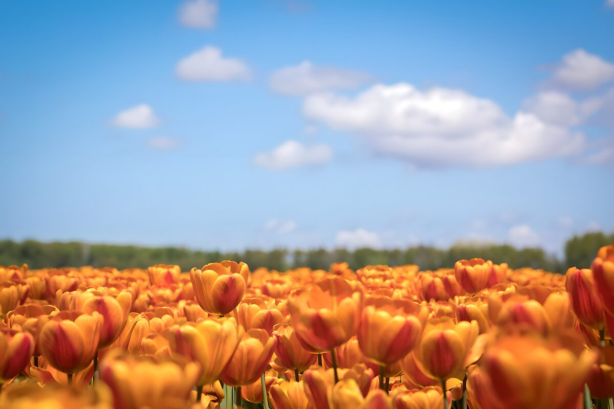 TPFR86446: Champs de tulipes dorées au printemps